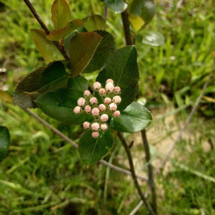 Aronija sadnica