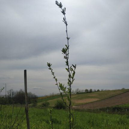 Goji sadnica